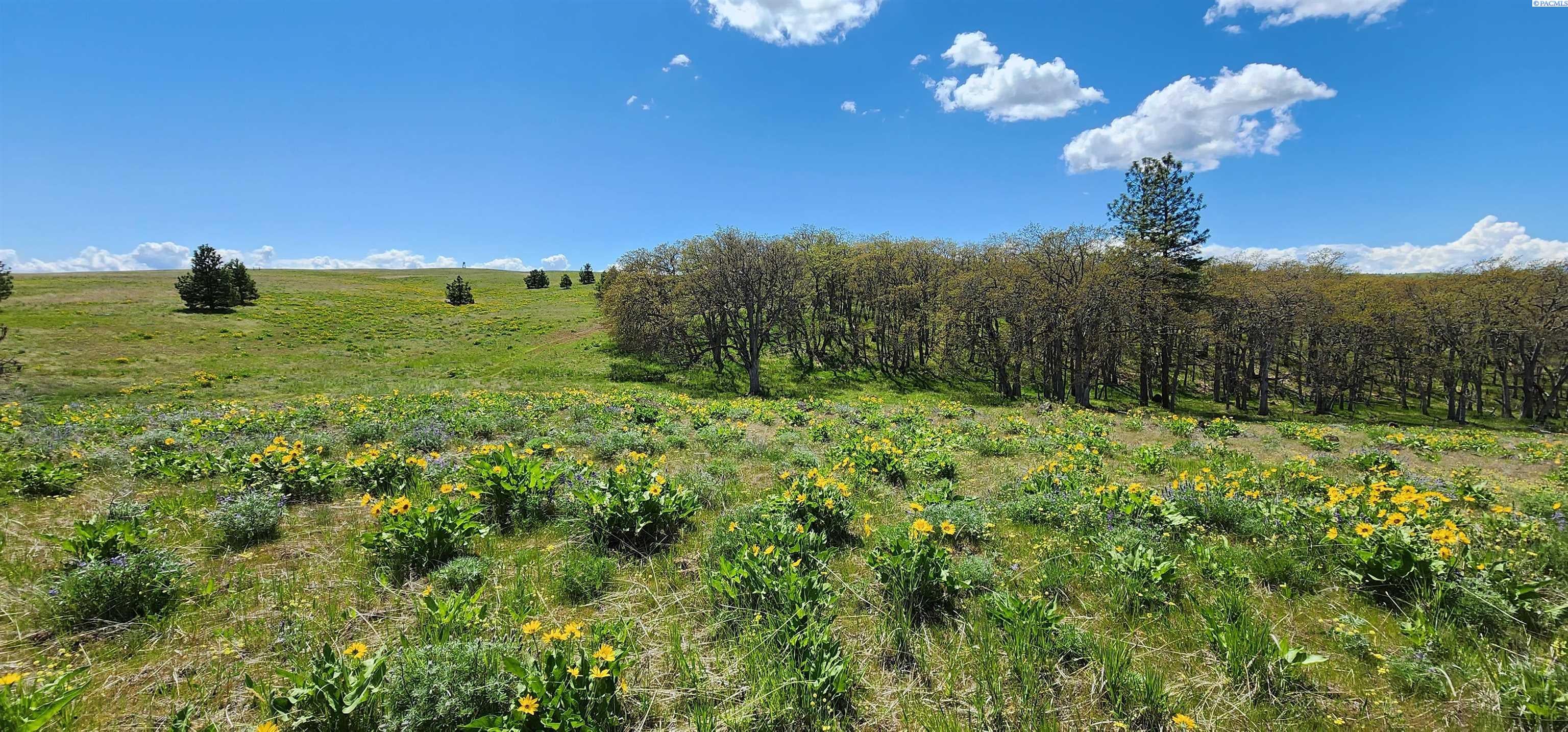 Lot 19 Schilling Road Lyle, WA 98635 - Photo 1 of 39 Gallery Image 1