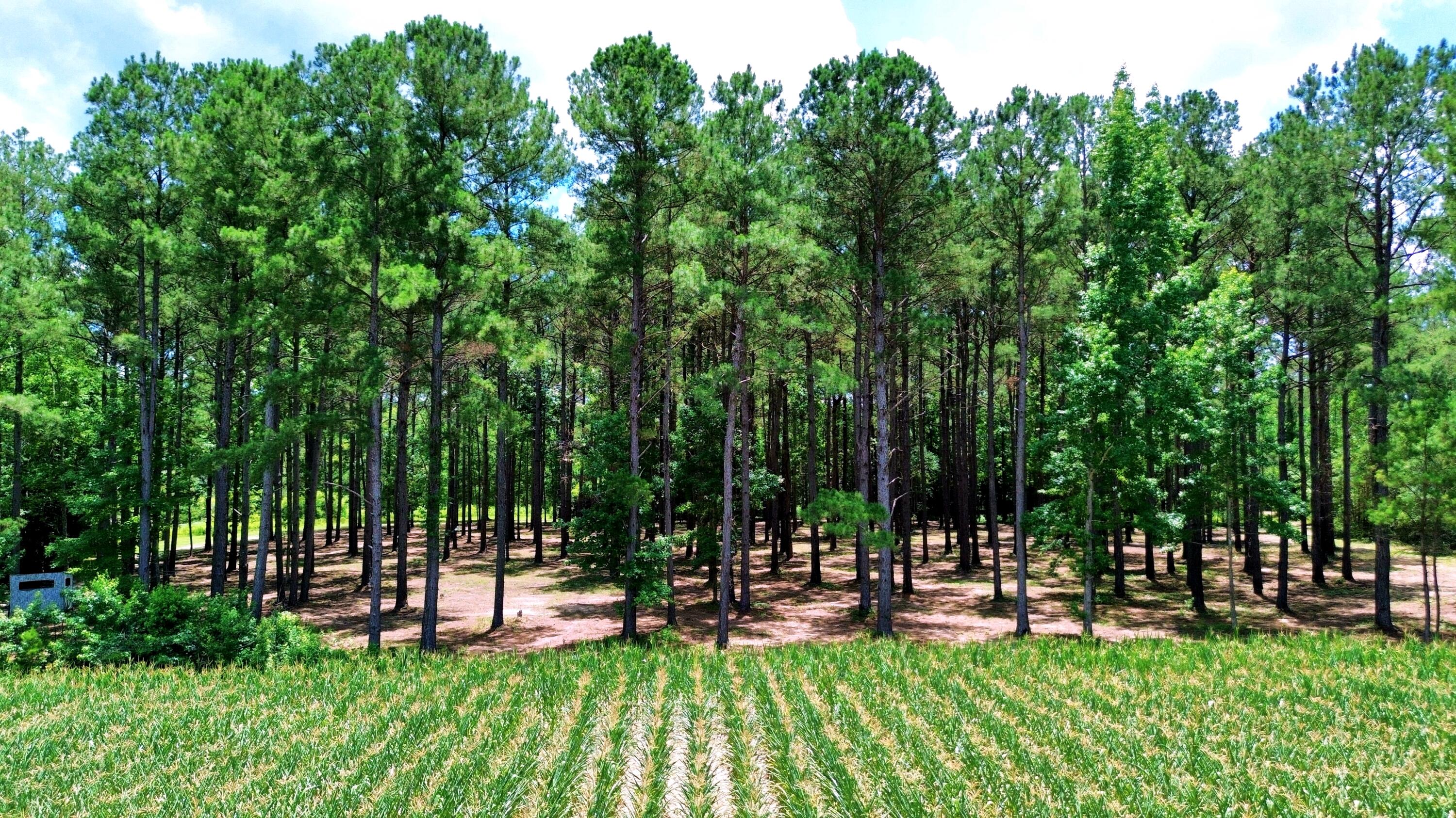 1970 Cross Swamp Road Islandton, SC 29929 - Photo 109 of 150