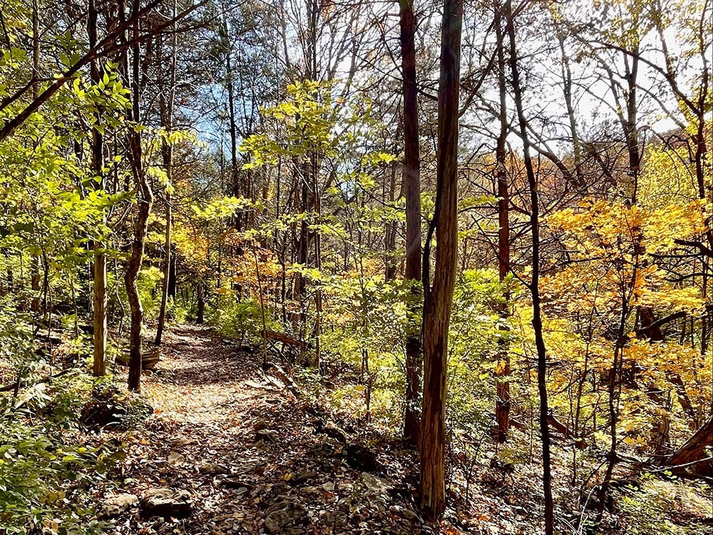 206 Pearl Street Franklin, TN 37064 - Photo 10 of 38