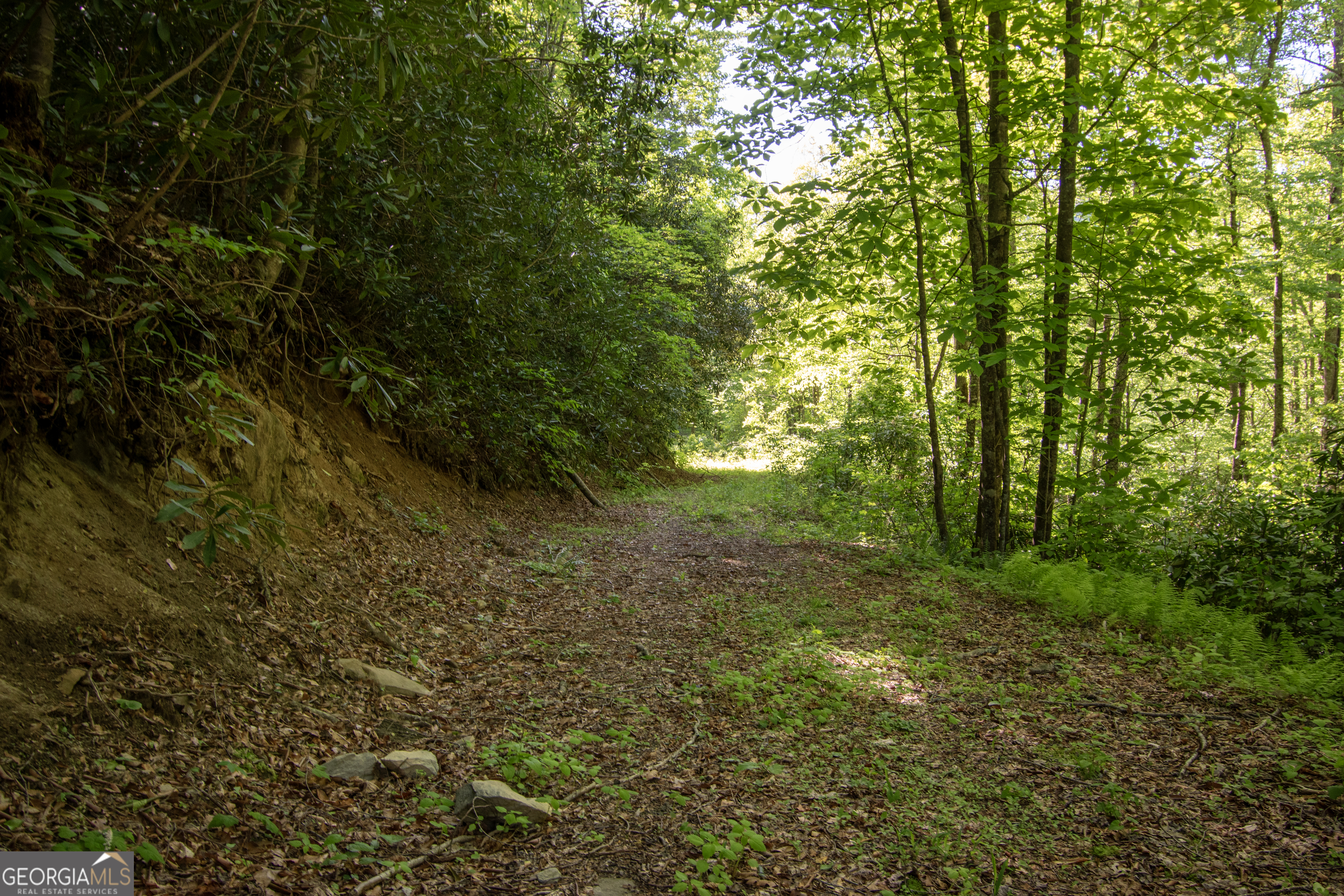 0 Walnut Cove Branch Road Robbinsville, NC 28771 - Photo 8 of 14 a view of a yard with plants and large trees