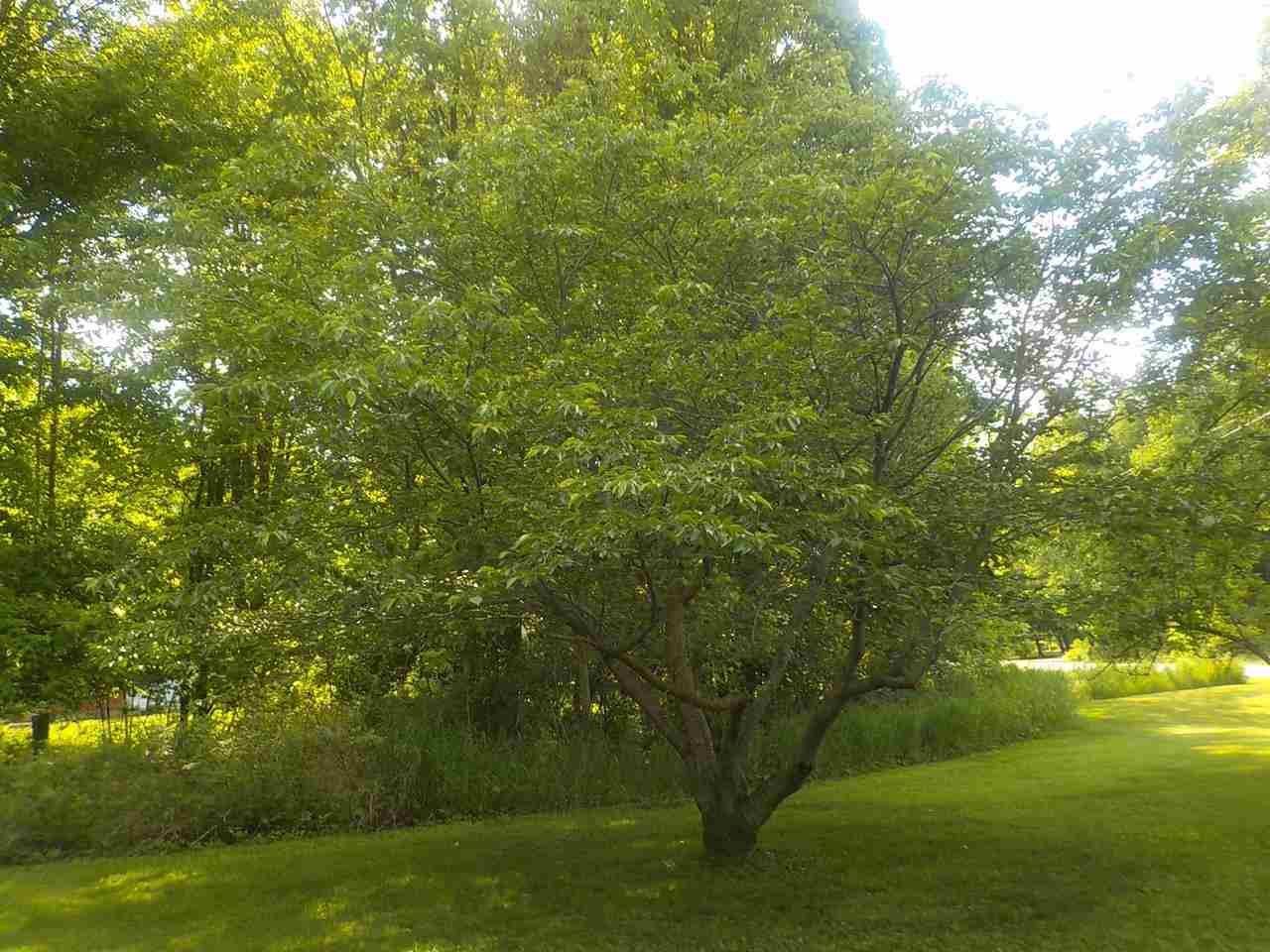 1668 Scully Road Mount Pleasant, MI 48858 - Photo 59 of 67 1888228-58.JPG