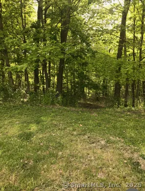a view of a trees in a yard