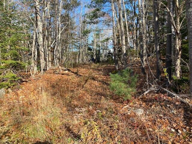 42 Quahog Farm Road Harpswell, ME 04079 - Photo 23 of 26 42 Quahog Farm woods2
