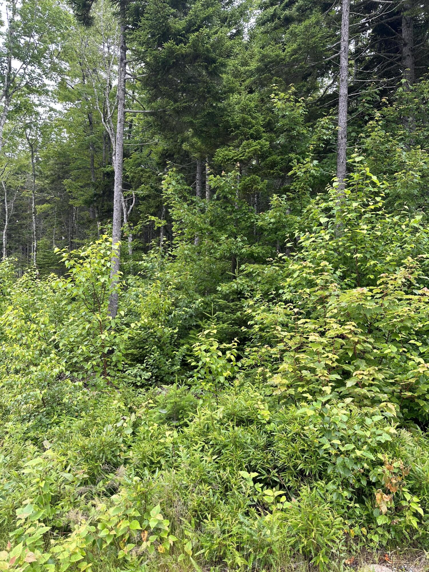 Lot 44 Estates Road Steuben, ME 04680 - Photo 1 of 8 IMG_7666