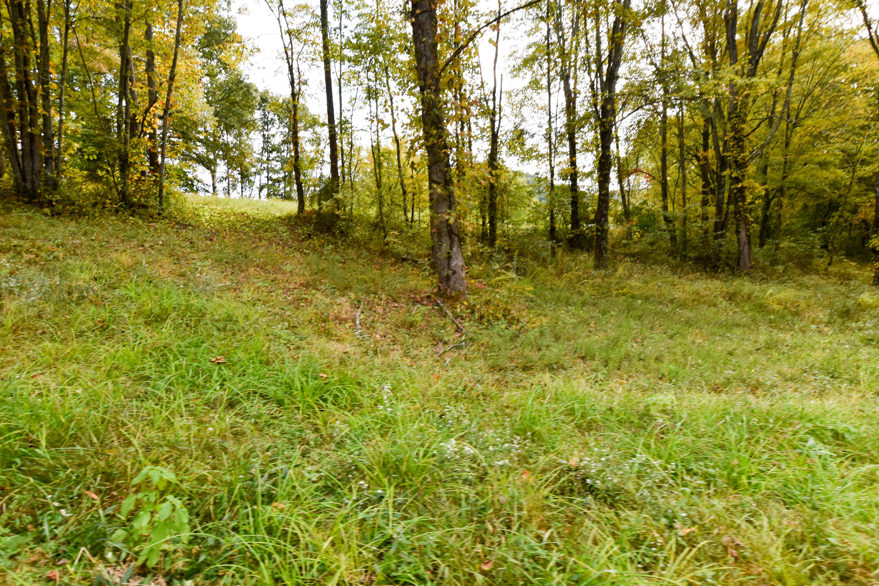 2390 Beechy Creek Road Wallingford, KY 41093 - Photo 74 of 89 DSC_0136