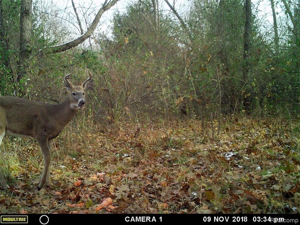 3131 Snoblin Road North Branch, MI 48461 - Photo 2 of 6