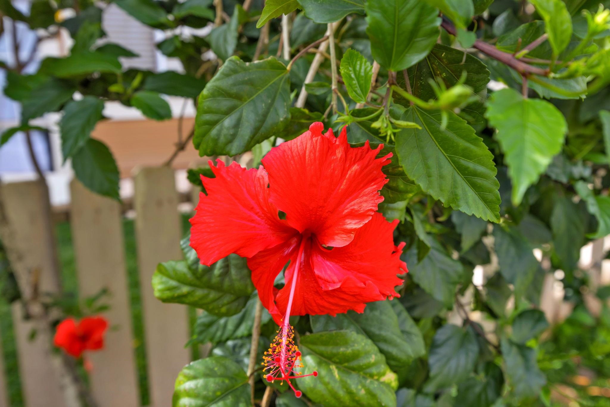 140 Uwapo Road, Unit 9202 Kihei, HI 96753 - Photo 25 of 31 a view of a flower