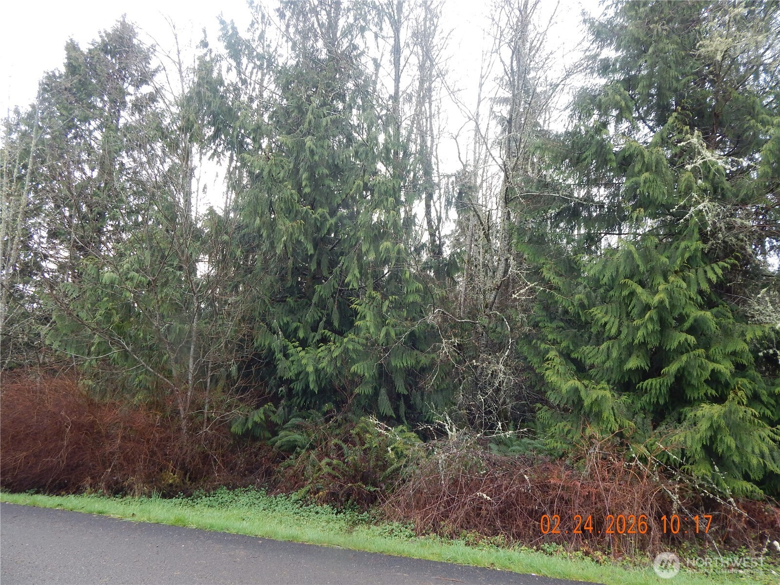 9999 Farrington Road Port Angeles, WA 98363 - Photo 11 of 21 a view of a yard with large trees