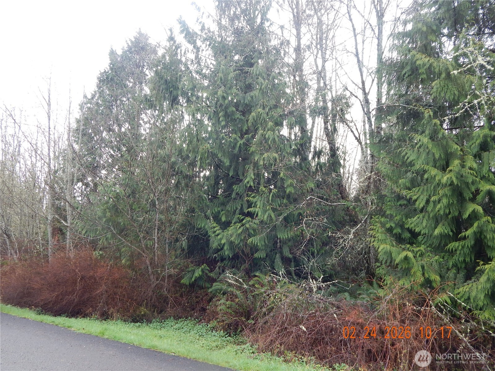 9999 Farrington Road Port Angeles, WA 98363 - Photo 13 of 21 a view of a forest with trees in the background