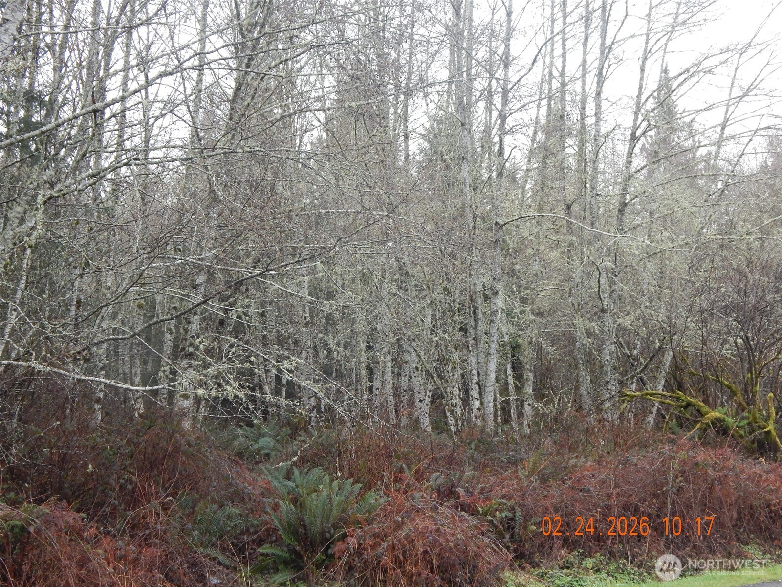 9999 Farrington Road Port Angeles, WA 98363 - Photo 14 of 21 a view of a yard with a tree
