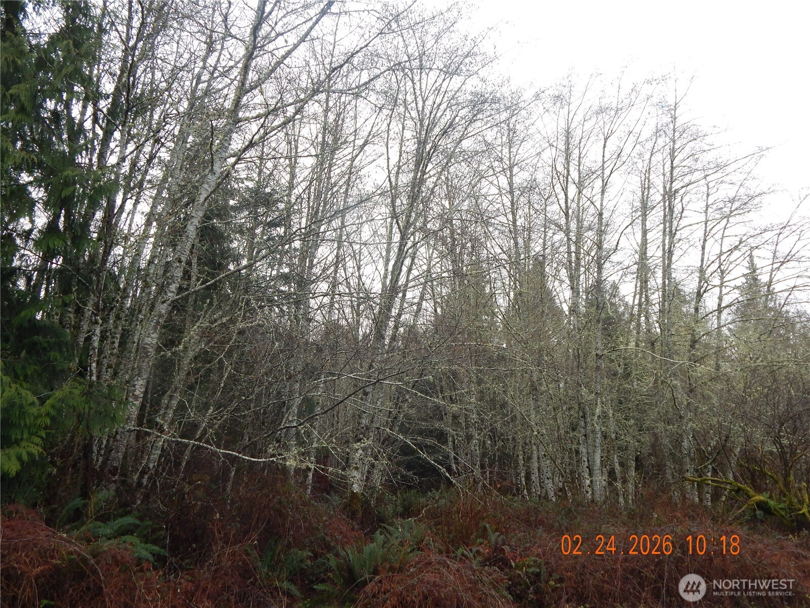 9999 Farrington Road Port Angeles, WA 98363 - Photo 15 of 21 a view of a forest