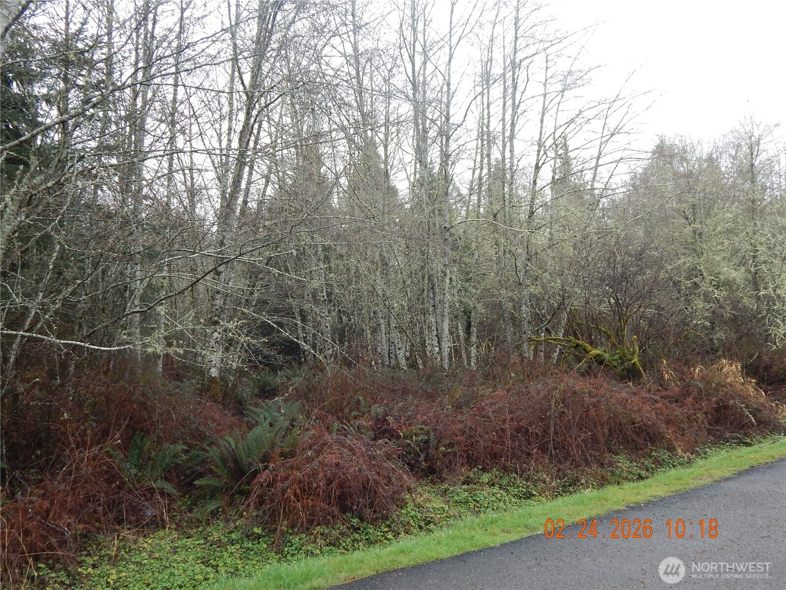 9999 Farrington Road Port Angeles, WA 98363 - Photo 16 of 21 a view of a forest with trees