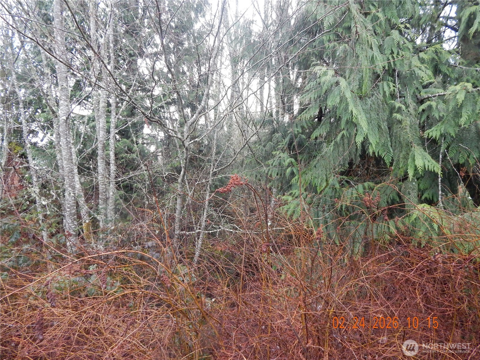 9999 Farrington Road Port Angeles, WA 98363 - Photo 5 of 21 a view of a yard with a tree