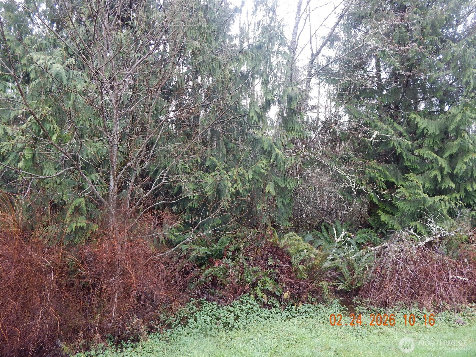 9999 Farrington Road Port Angeles, WA 98363 - Photo 7 of 21 a view of a garden with a tree