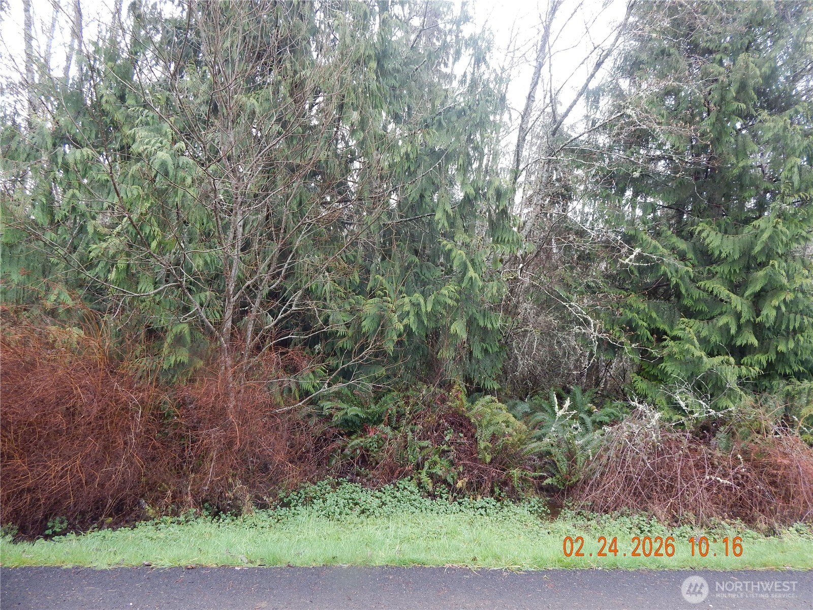 9999 Farrington Road Port Angeles, WA 98363 - Photo 8 of 21 a view of a yard with large trees