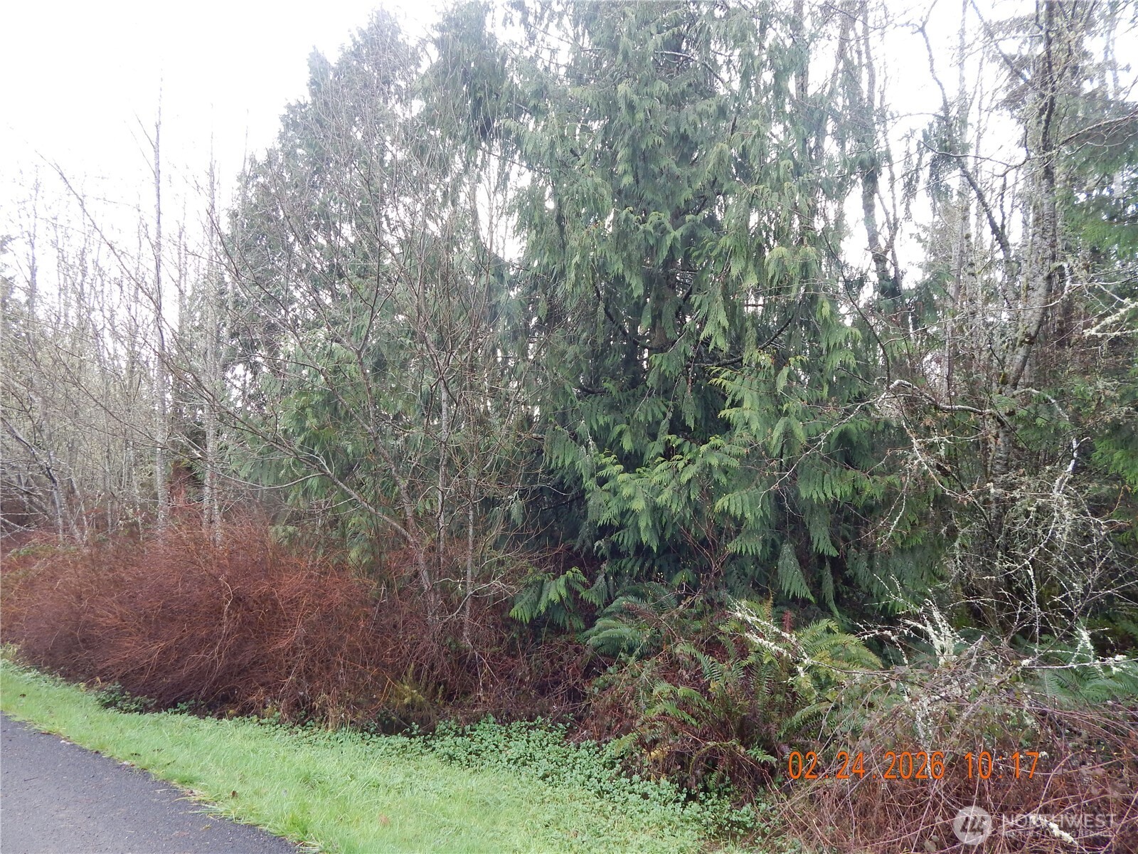 9999 Farrington Road Port Angeles, WA 98363 - Photo 10 of 21 a view of a forest filled with trees