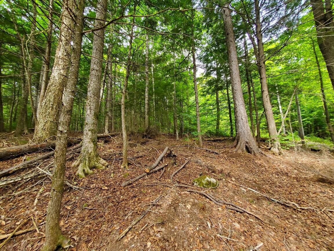 Map18-lot27 Sandy Beach Road Danforth, ME 04424 - Photo 9 of 28 interior