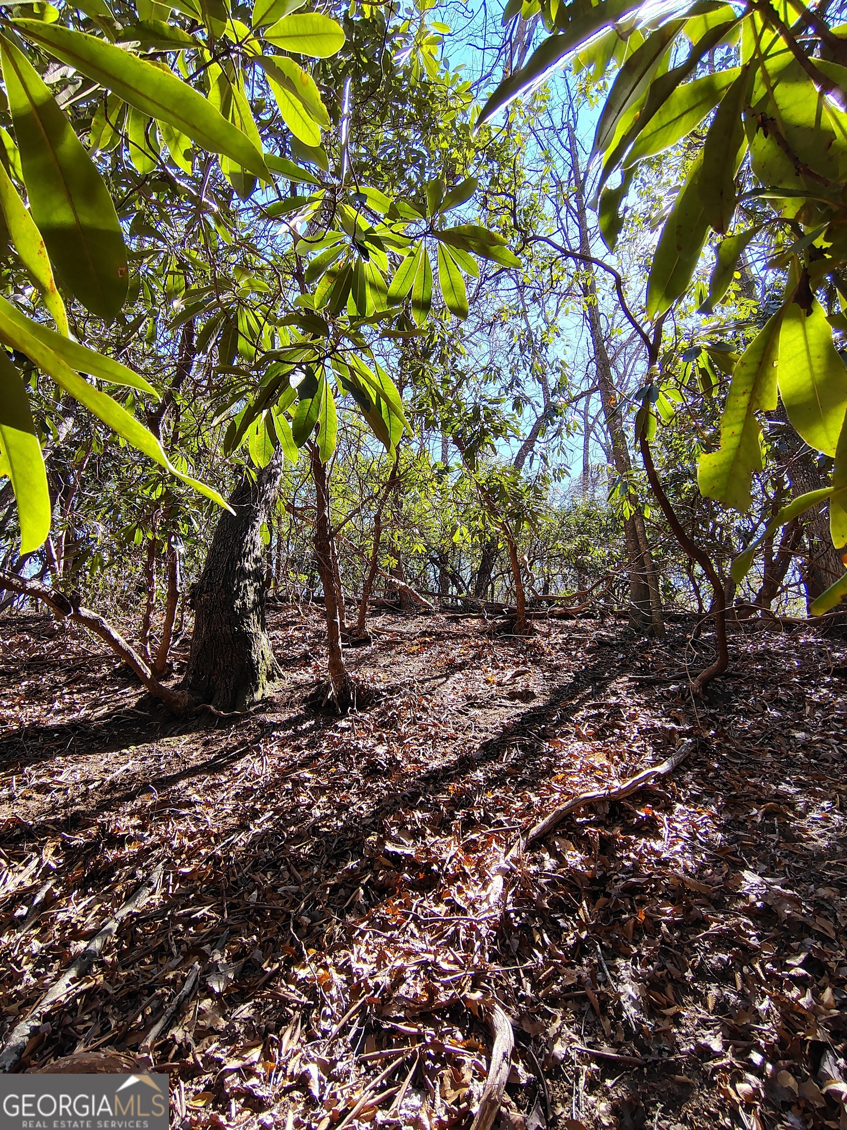 0 Ivy Rdg Way, Unit LOT 6 Clarkesville, GA 30523 - Photo 16 of 20