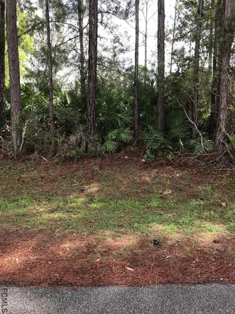 a view of a yard with plants and large trees