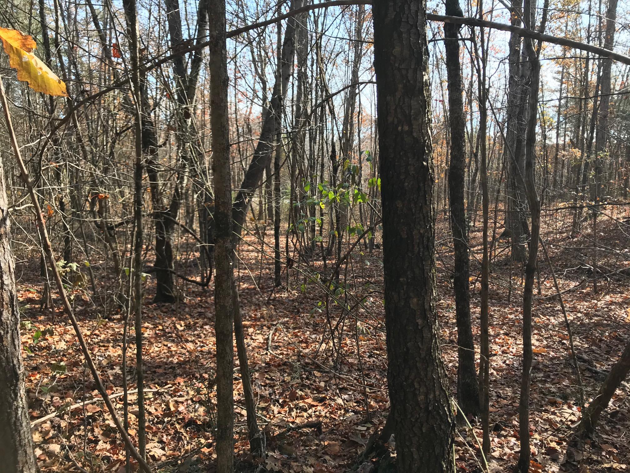 93 Window Rock Road Dunlap, TN 37327 - Photo 14 of 17 IMG_1121