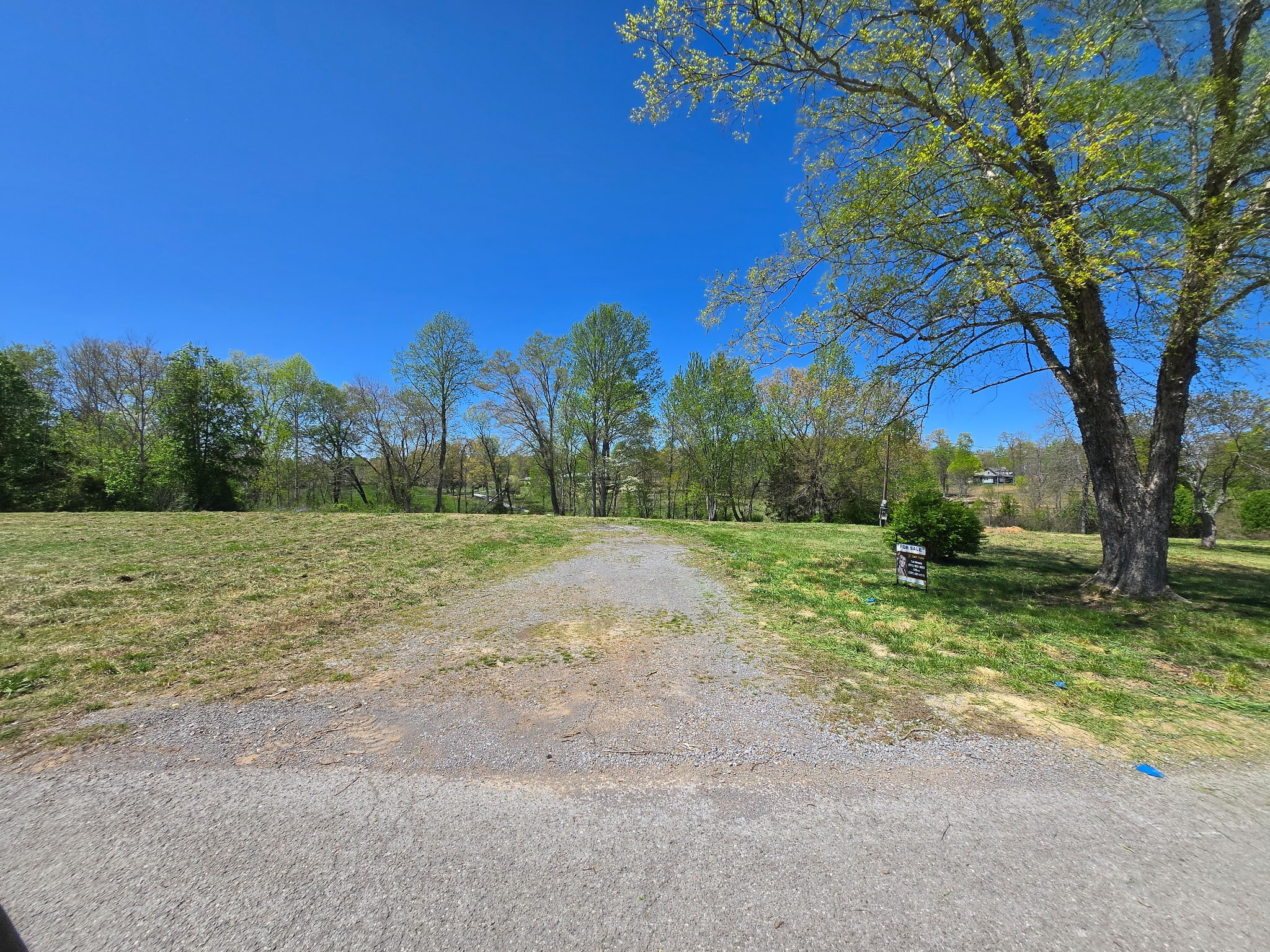 a view of a yard with a tree