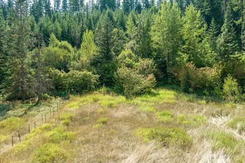 a view of a yard with plants and large trees