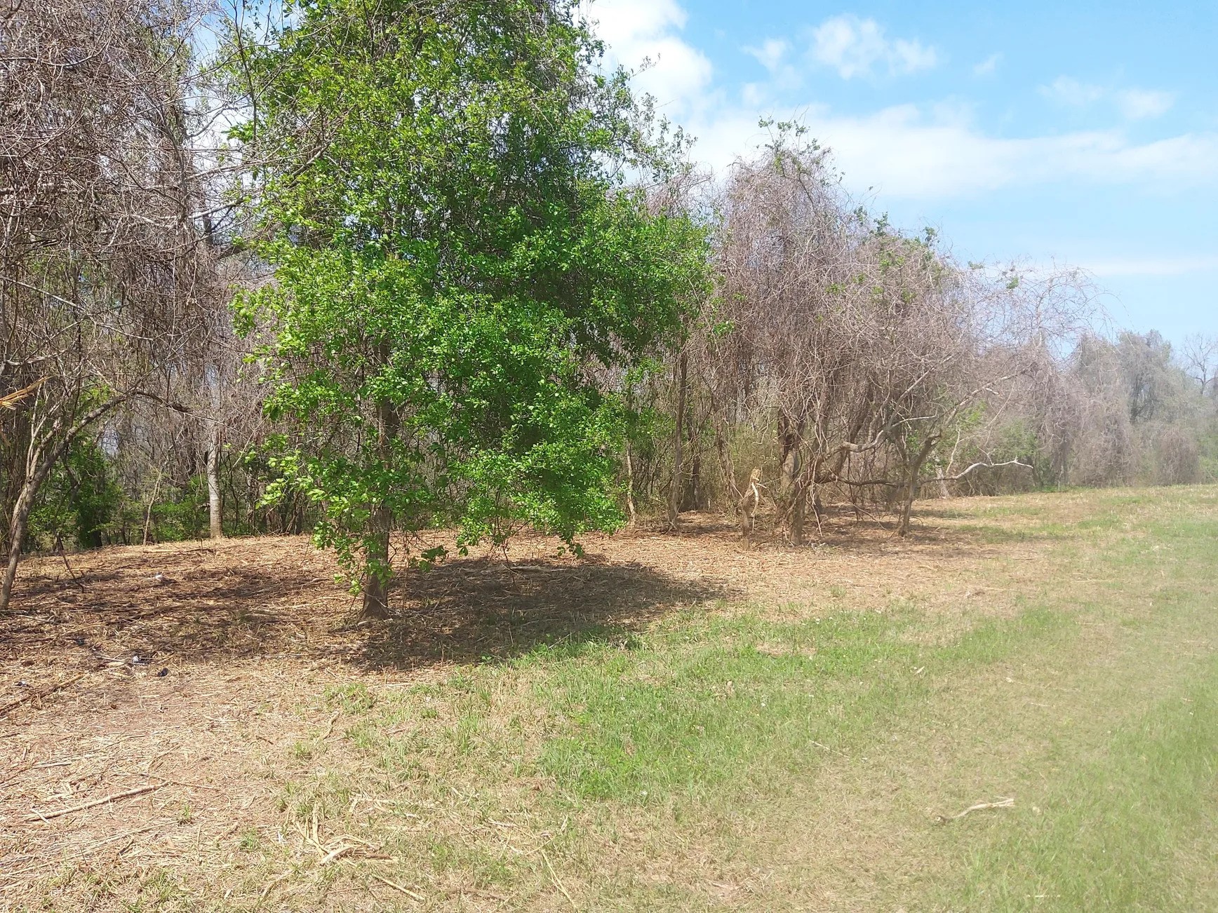 Lot 2 Fm 521 Angleton, TX 77515 - Photo 12 of 26
