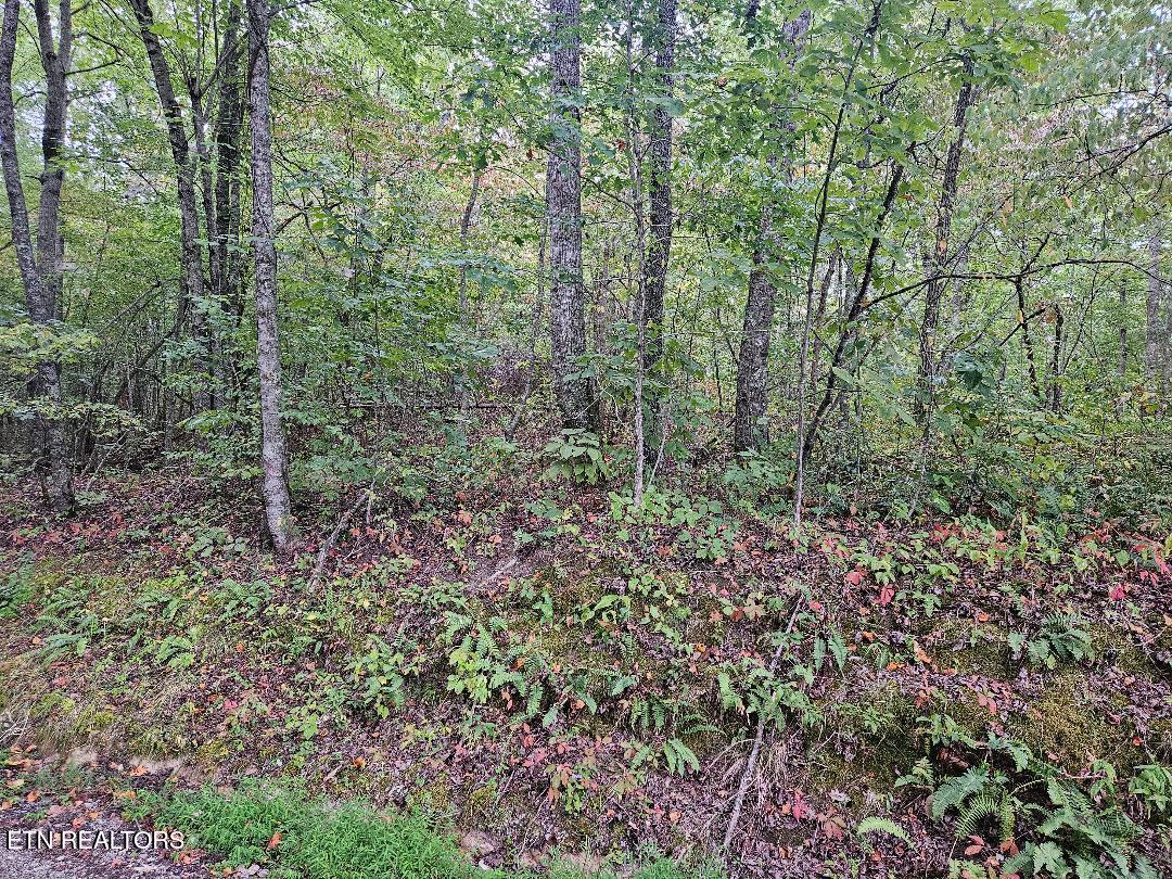 Sells Cemetery Road Wilder, TN 38589 - Photo 4 of 10 thumbnail2