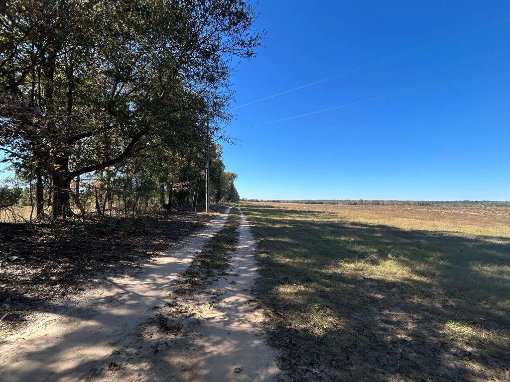 62/ Cty Road Coleman, GA 39836 - Photo 10 of 58