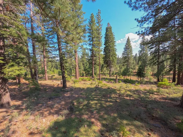 a view of a yard with trees