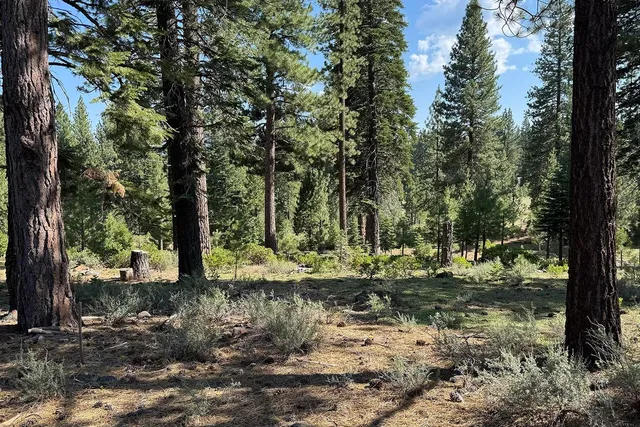 a view of a trees with a yard