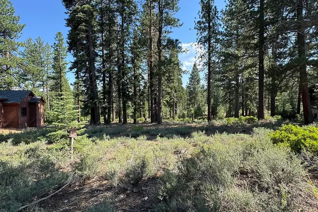 a view of a yard with large trees