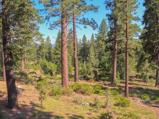 a view of a yard with trees
