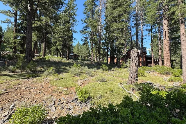 a view of a yard with a tree