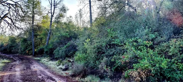 a view of a forest filled with trees