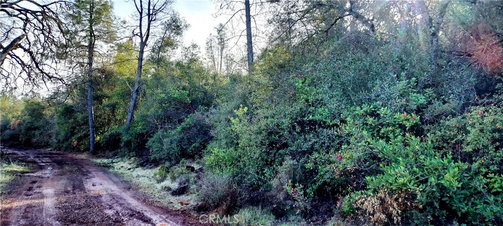 15151 Gray Pine Road Lower Lake, CA 95457 - Photo 3 of 6 a view of a forest filled with trees