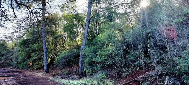 a view of a forest with lots of trees