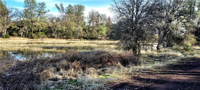 a view of back yard and trees