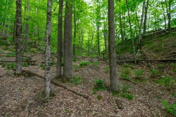 $50,000 | 0 East Ash Road, Plymouth, VT 05056