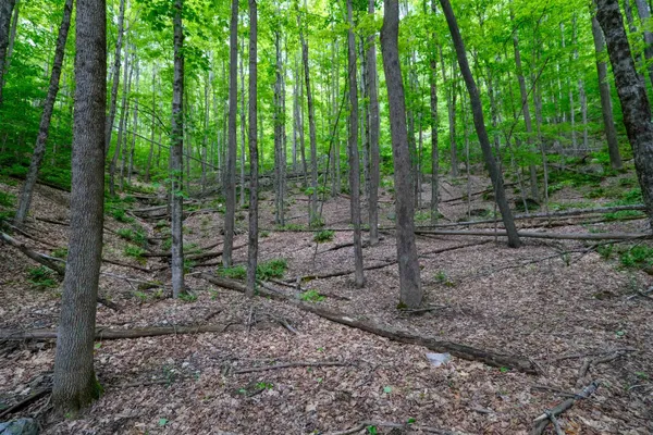 $50,000 | 0 East Ash Road, Plymouth, VT 05056