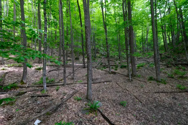 $50,000 | 0 East Ash Road, Plymouth, VT 05056