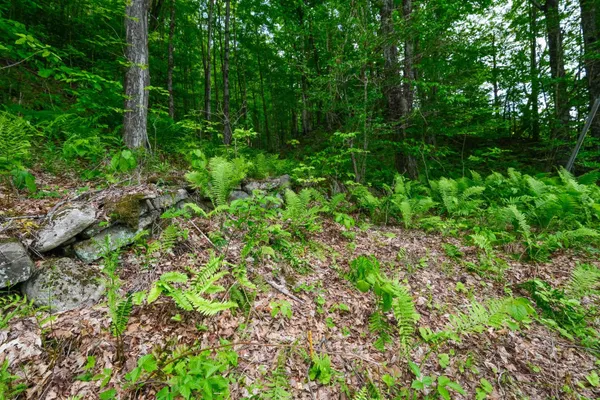 $50,000 | 0 East Ash Road, Plymouth, VT 05056