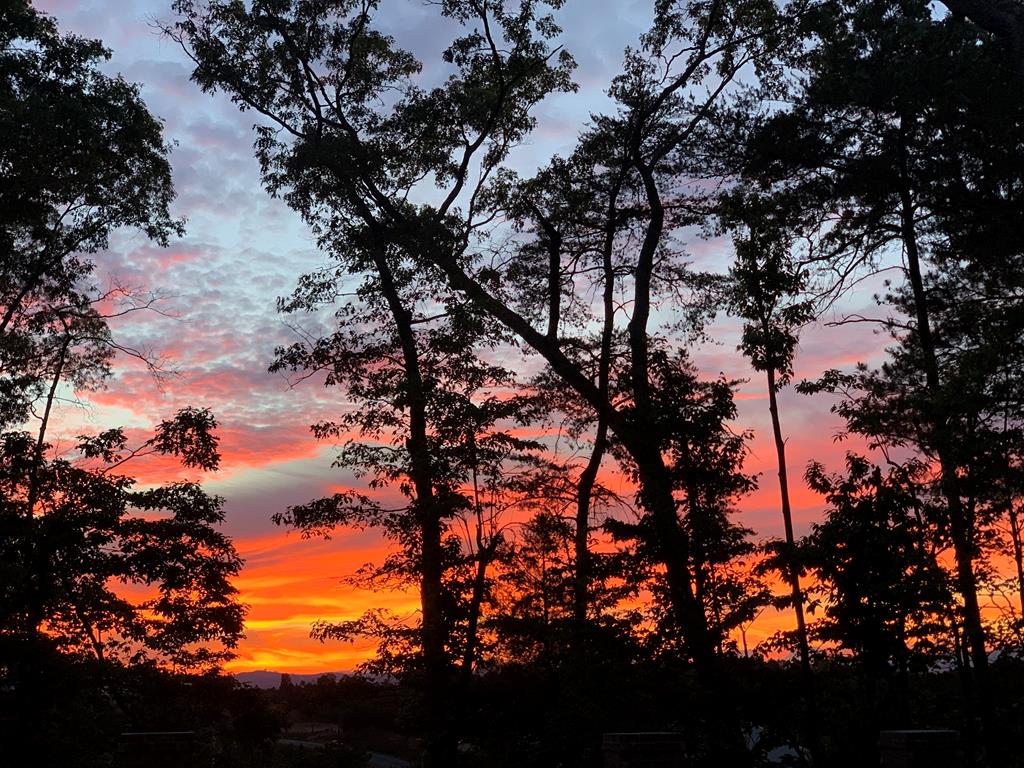 96 Morgan Trail Ellijay, GA 30536 - Photo 47 of 48 a picture of tree