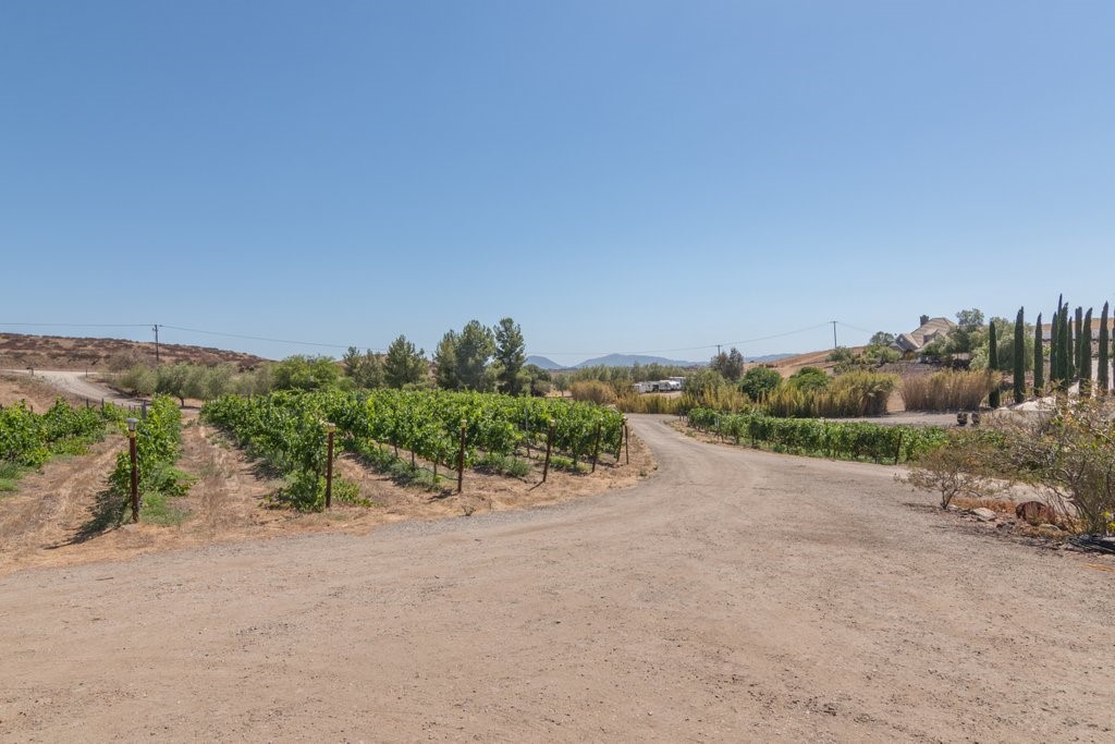 37890 Normandy Road Winchester, CA 92596 - Photo 66 of 72 Vineyard