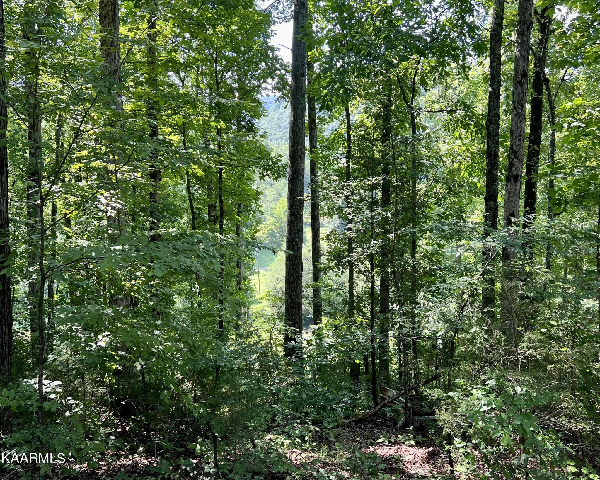 1311 Belltown Road Tellico Plains, TN 37385 - Photo 57 of 58