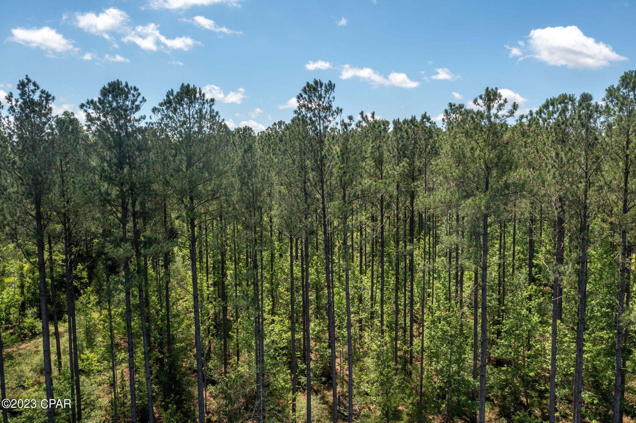 0 Pitts Road Chipley, FL 32428 - Photo 9 of 19