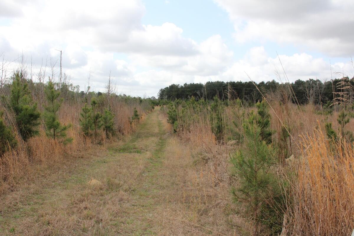 0 Ponderosa Road St. Matthews, SC 29135 - Photo 5 of 7 IMG_9897