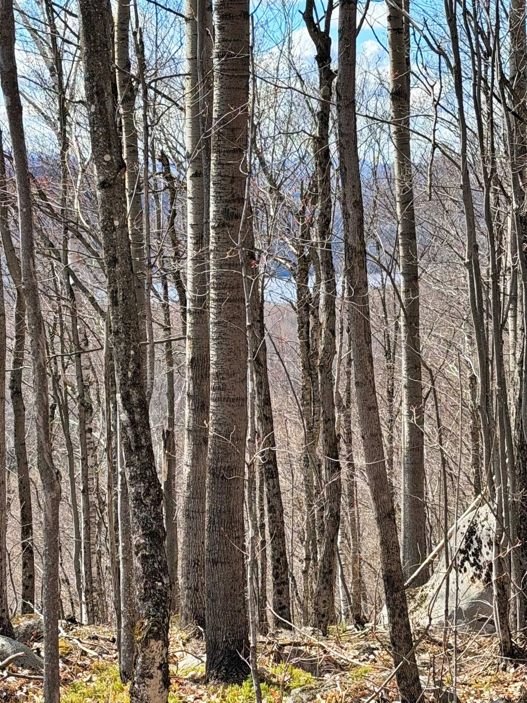493 Wheeler Mountain Road Barton, VT 05822 - Photo 18 of 34