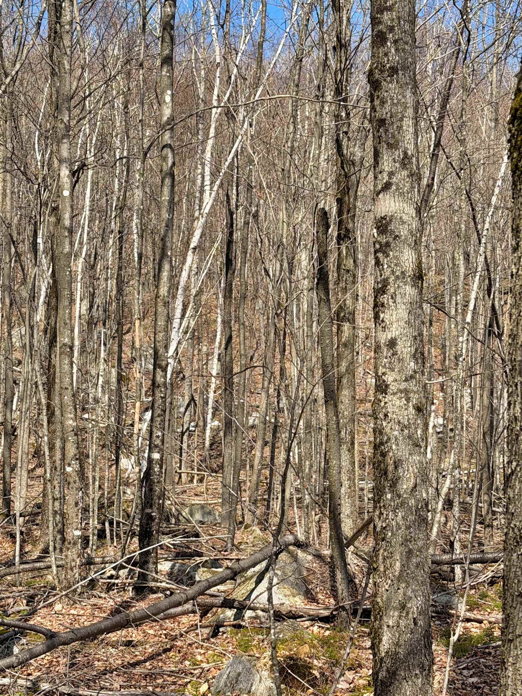 493 Wheeler Mountain Road Barton, VT 05822 - Photo 20 of 34