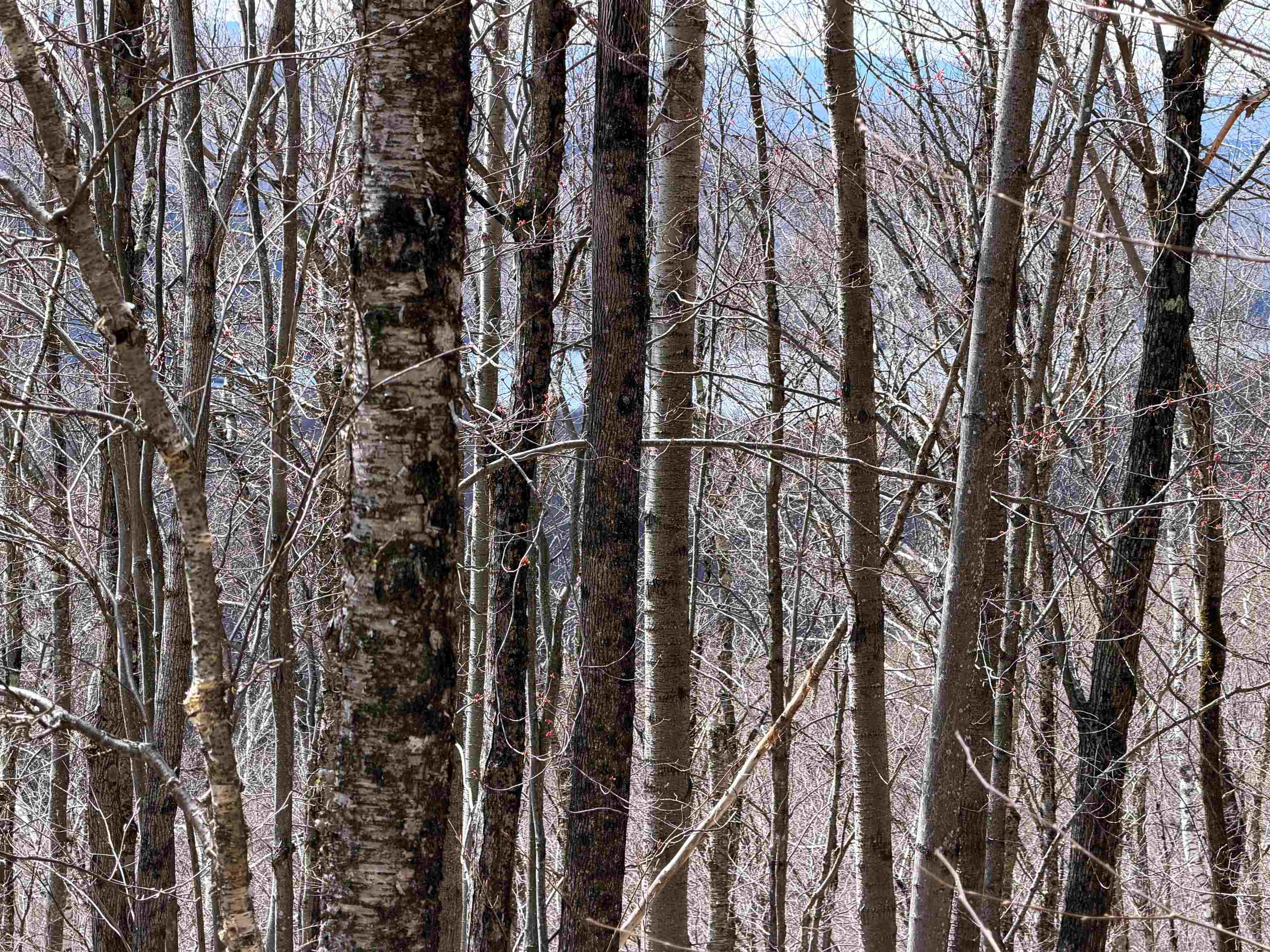 493 Wheeler Mountain Road Barton, VT 05822 - Photo 21 of 34